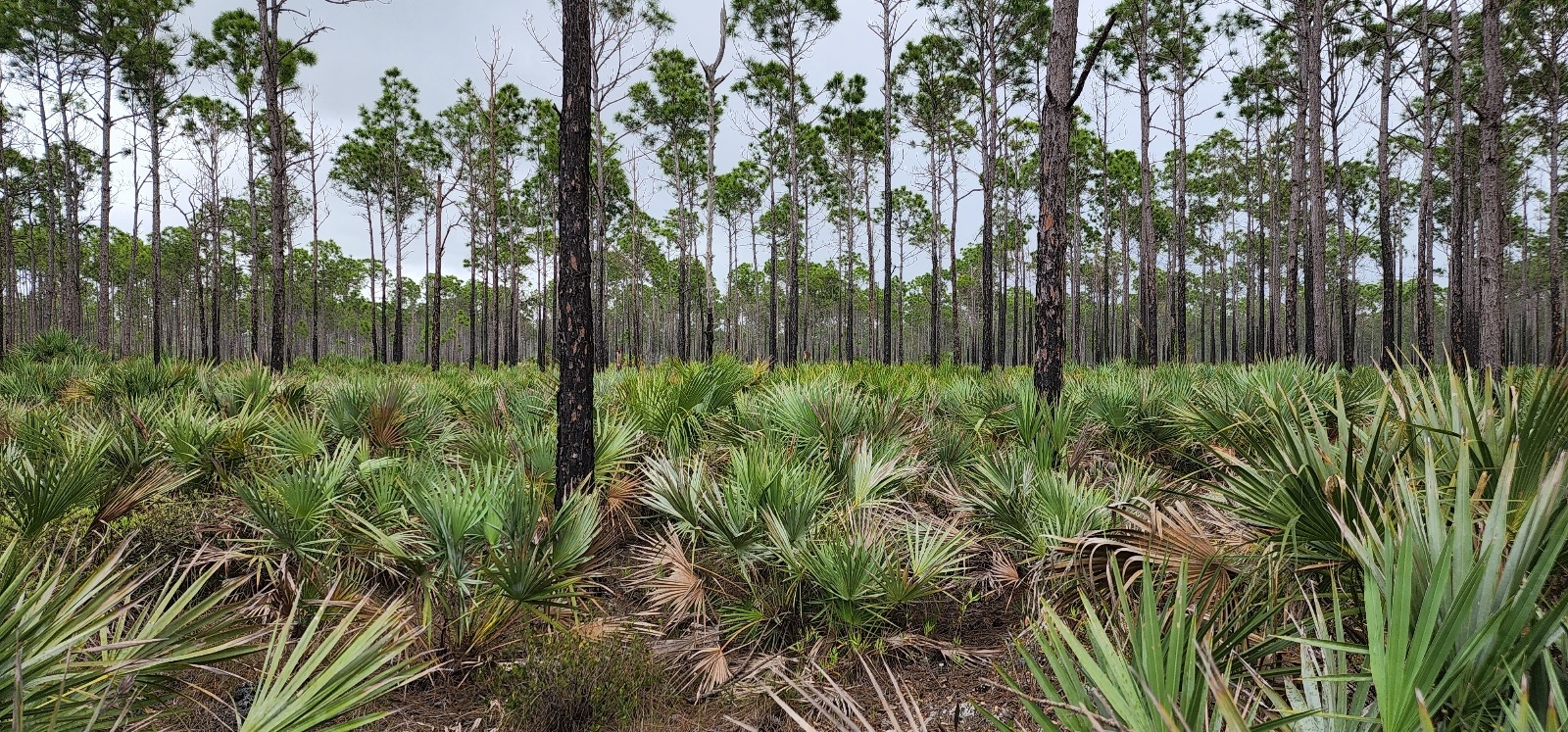 Pine Rocklands